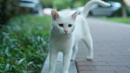 One cute cat having a rest in the yard