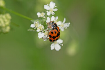 Asian lady beetle on white flowers