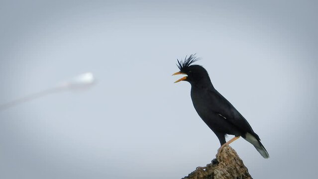Java Myna Flying