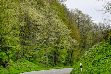 Flüh, Bergstrasse, Wald, Mariastein, Metzerlen, Kloster, Dorf, Wanderweg, Klosterkirche, Metzerlen-Mariastein, Morgennebel, Frühling, Schweiz