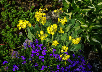 Alpenaurikel; primula auricula; mountain cowslip;