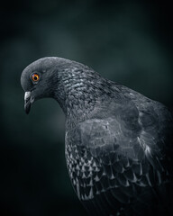 Gloomy pigeon