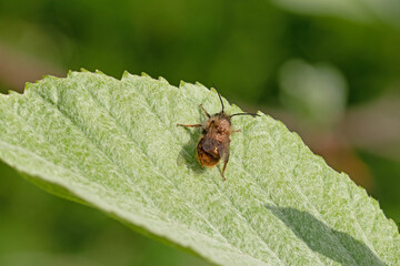 Common flower fly on green leaf