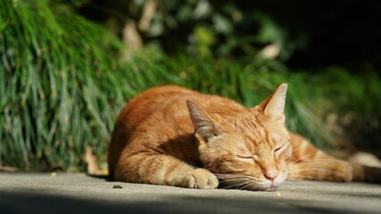 One cute cat having a rest in the yard