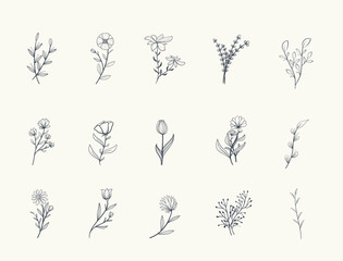 hand drawn floral decorative elements