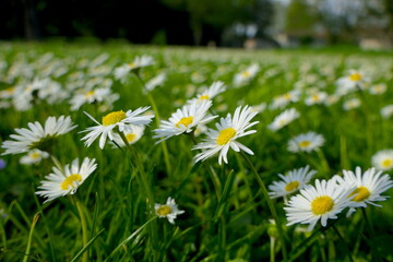 Gänseblümchen auf einer Wiese