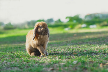 Cute brown and fluffy rabbit standing on natural green grass floor at backyard when the sun setting, pet playing at out door. - Powered by Adobe