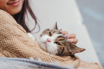 Cuty cat in human hug was touching by human hand slowly with love and care , blur smile of happiness. © Wanwajee