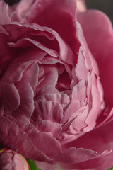 pink rose petals