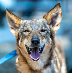 A portrait of a happy dog smiling with long ears
