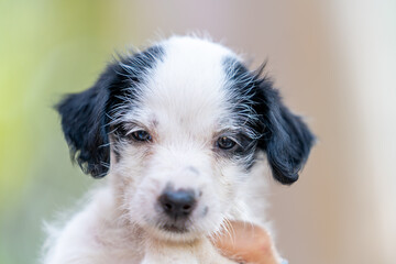 Fototapeta premium A portrait of a cute puppy with its paws up