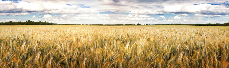 A field of ripening rye against a cloudy sky on a summer day. Rural landscape, rich harvest idea,...
