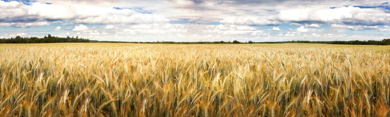 A field of ripening rye against a cloudy sky on a summer day. Rural landscape, rich harvest idea, harvest time concept. Focus in the distance. © наталья саксонова