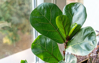 Close up of leaves ficus lyrate or fiddle leaf in the pot at home. Indoor gardening. Hobby. Green...
