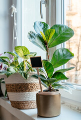 Ficus lyrate or fiddle leaf in the pot at home. Indoor gardening. Hobby. Green house plants. Modern room decor, interior. Lifestyle, Still life with plants	