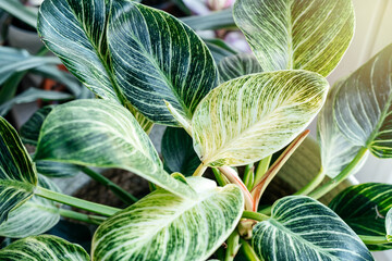 Close up of leaves philodendron white measures or birkin or new wave in the pot at home. Indoor gardening. Hobby. Green houseplants. Modern room decor, interior. Lifestyle, Still life with plants © Natali