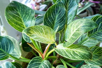 Close up of leaves philodendron white measures or birkin or new wave in the pot at home. Indoor...