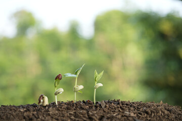 bean sprout growing under sunlight