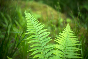 Closeup of fern leaves in the forest