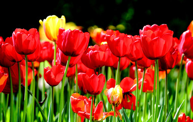 Blooming tulips of red and yellow color in the city park.