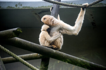 portrait of brown mother gibbon and baby in a zoologocal park