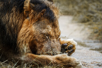 Fototapeta premium African lion male portrait grooming his paw in Kruger National park, South Africa ; Specie Panthera leo family of Felidae