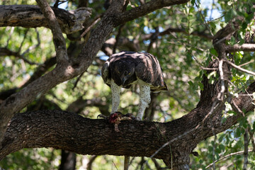 Aigle martial, Polemaetus bellicosus, Martial Eagle, Varan du Nil, Varanus niloticus