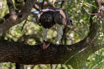 Aigle martial, Polemaetus bellicosus, Martial Eagle, Varan du Nil, Varanus niloticus