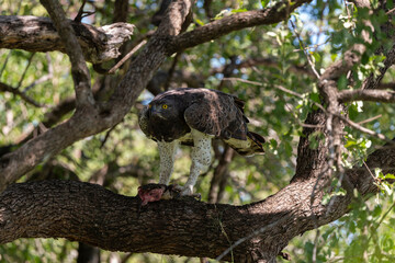 Aigle martial, Polemaetus bellicosus, Martial Eagle, Varan du Nil, Varanus niloticus