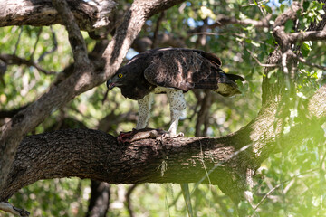 Aigle martial, Polemaetus bellicosus, Martial Eagle, Varan du Nil, Varanus niloticus