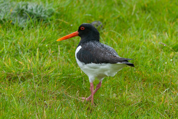 Huîtrier pie,.Haematopus ostralegus , Eurasian Oystercatcher