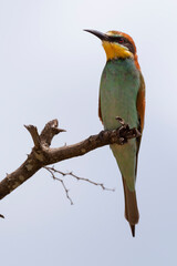 Guêpier d'Europe,.Merops apiaster, European Bee eater
