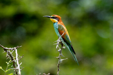 Guêpier d'Europe,.Merops apiaster, European Bee eater