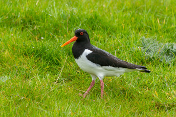 Huîtrier pie,.Haematopus ostralegus , Eurasian Oystercatcher