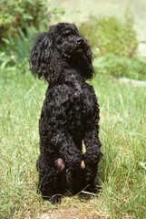 chien; race caniche