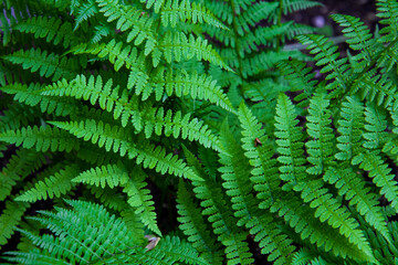 Fern leaves on a dark background in the forest. Dark forest with ferns.