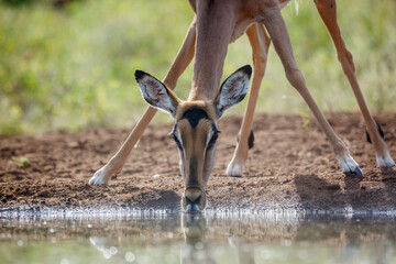 Common Impala portrait front view drinking  at waterhole in Kruger National park, South Africa ;...