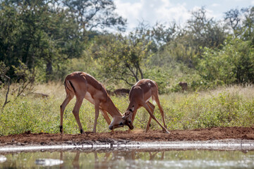Two young Common Impala male dueling at waterhole in Kruger National park, South Africa ; Specie...
