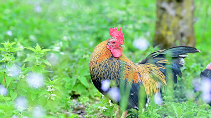 Red rooster in the grass of a farm.
