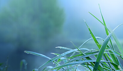 Morning foggy landscape with nature grass and water dew drops.