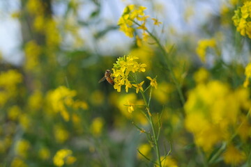 Yellow rape flowers and a bee