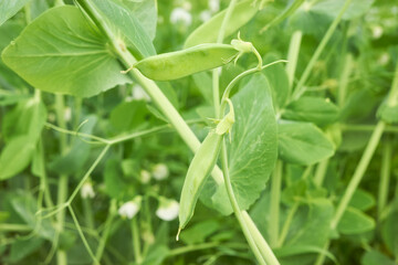 Young peas growing at an organic greenhouse farm, selective focus.