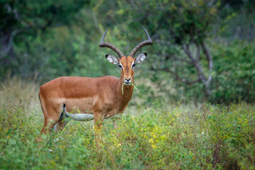 Naklejka na ściany i meble Common Impala horned male grazing in Kruger National park, South Africa ; Specie Aepyceros melampus family of Bovidae
