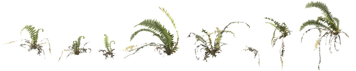 3d illustration of set fern plant isolated on transparent background