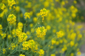 Yellow rape blossoms are blooming