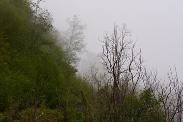 PAESAGGIO MONTANO CON NEBBIA,GIFFONI VALLE PIANA,SUD ITALIA,15 MAGGIO 2023.