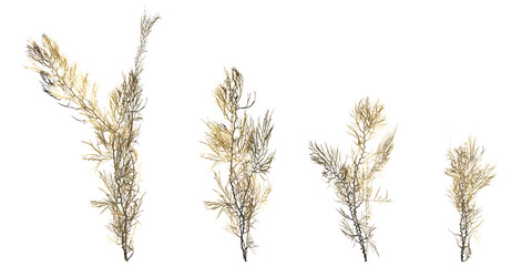 3d illustration of set seaweed  isolated on transparent background