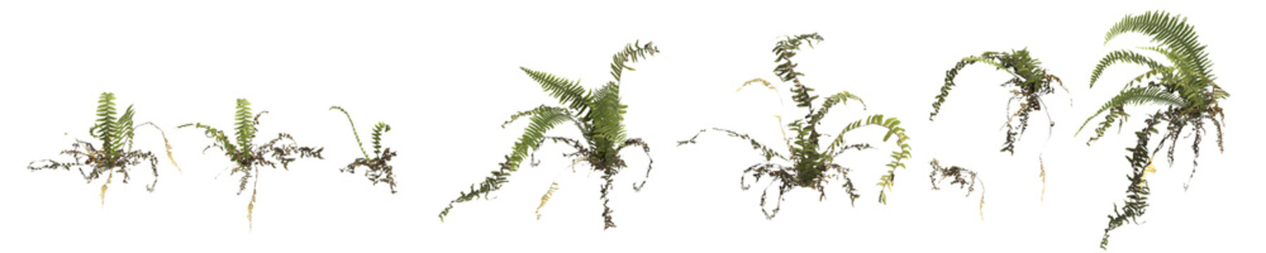 3d illustration of set fern plant isolated on transparent background