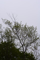 PAESAGGIO MONTANO CON NEBBIA,GIFFONI VALLE PIANA,SUD ITALIA,15 MAGGIO 2023.