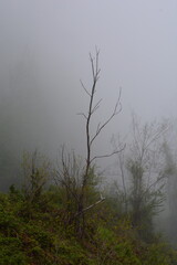 PAESAGGIO MONTANO CON NEBBIA,GIFFONI VALLE PIANA,SUD ITALIA,15 MAGGIO 2023.
